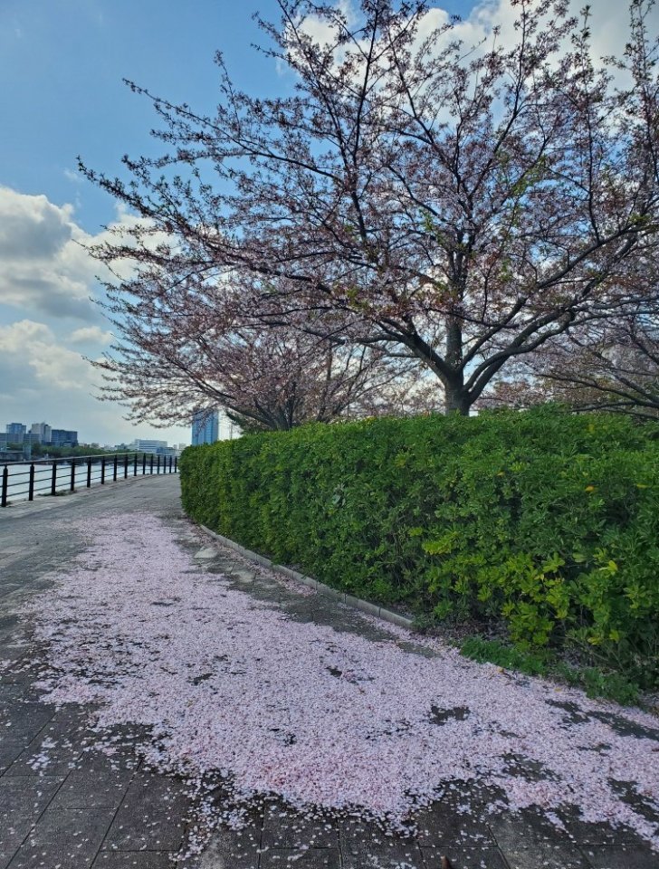 ４月１０日桜の散りはじめ